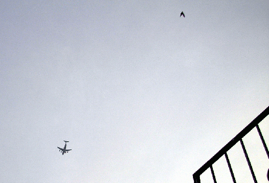 2006-05-fe-Schwalbenflug-Ufoeffekt