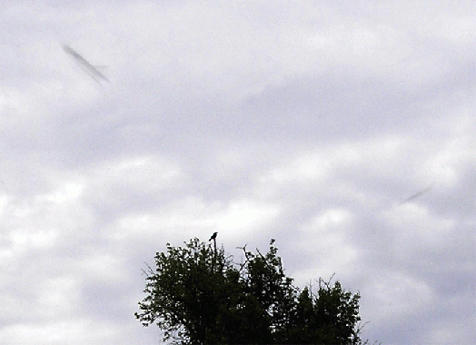 2006-05-ht-Insekten-Flugwischspur-Odenwald