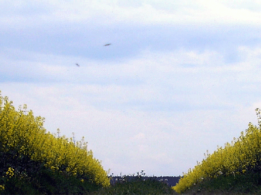 2006-05-hya-Insektenflug-Ufo-Effekt u00fcber Rapsfeld-Odenwald