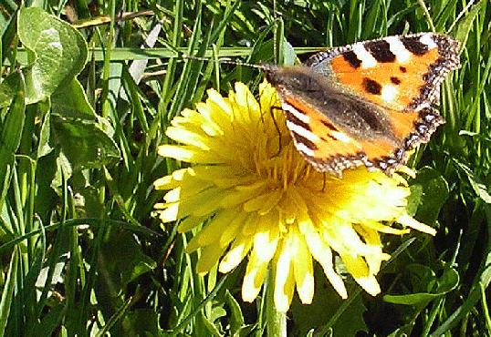 2007-04-anasb-Kleiner Fuchs auf Löwenzahn-Odenwald