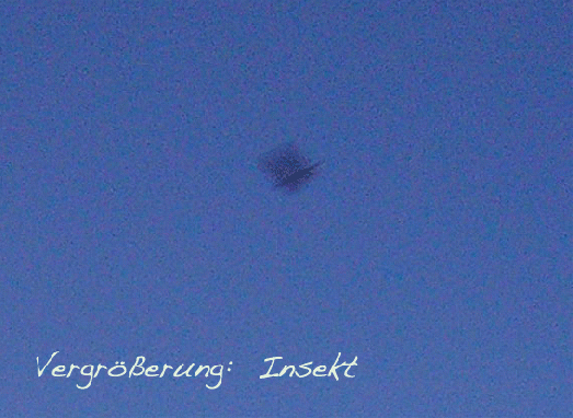 2007-04-awba-Vergru00f6u00dferung des Insekteneinfluges von Venus+Mond-Foto