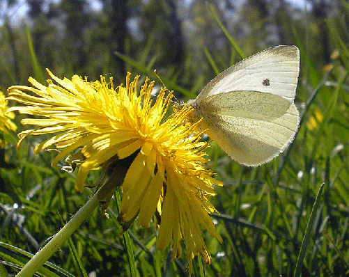 2007-04-axp-Kleiner Kohlweißling - Odenwald