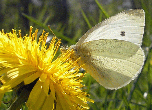 2007-04-axpa-Kleiner Kohlweißling auf Löwenzahn - Odenwald