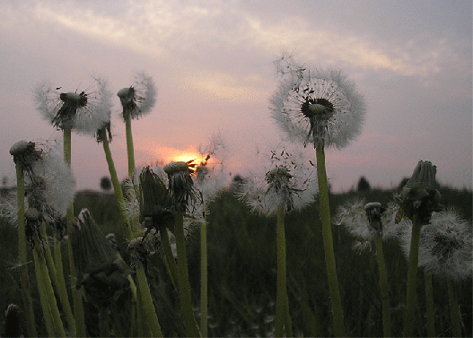 2007-04-bebb-Sonnenuntergang mit Löwenzahn