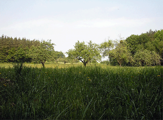 2007-04-dafa-Odenwald-Wiese mit Flugzeug-Verwischspur (oben rechts)