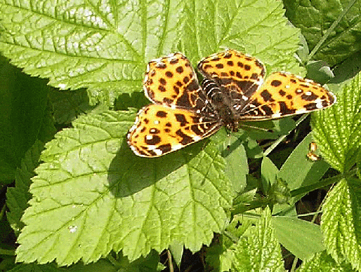 2007-04-dbb-Landkärtchen-Odenwald