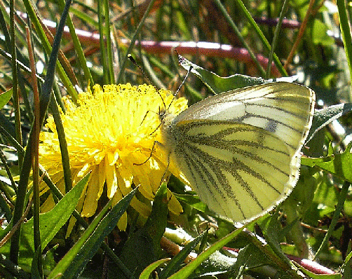 2007-05-acc-Rapsweißling - Odenwald