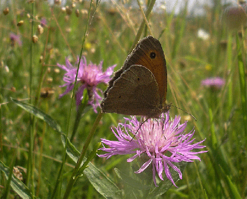 2007-06-ce-Kleiner Heufalter - Odenwald