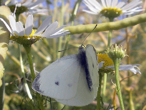 2007-06-ceaa-Kleiner Kohlweißling - Odenwald