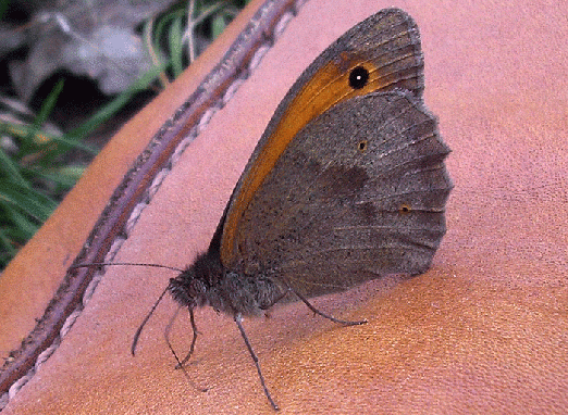 2007-06-cega- Nahbegegnung im Odenwald : Kleiner Heufalter auf Schuh