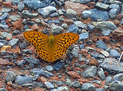 2007-07-afaxd-Kaisermantel - Odenwald