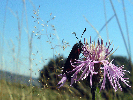 2007-07-cag-Blutströpfchen (gehört zu der Familie der Widderchen) - Odenwald