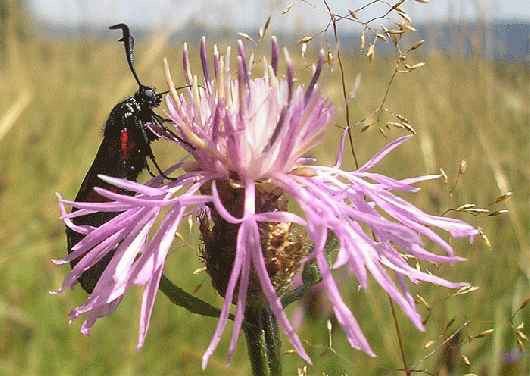 2007-07-cagb-Blutströpfchen - Odenwald