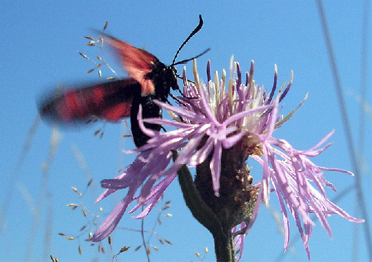 2007-07-cagc-Blutströpfchen - Odenwald