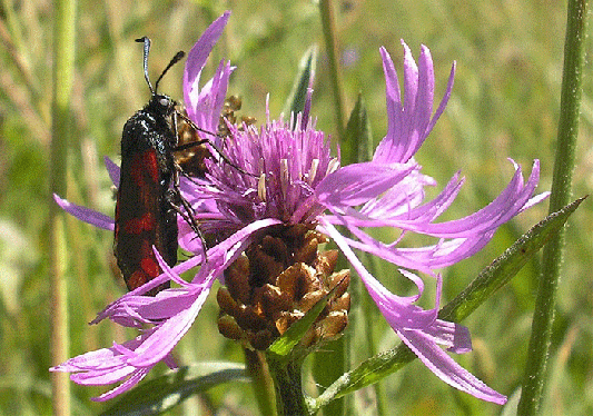 2007-07-cage-Blutströpfchen - Odenwald