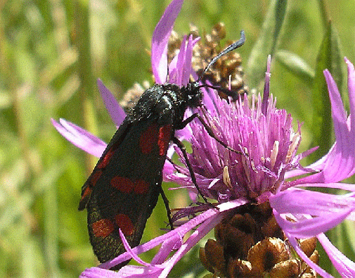 2007-07-cagfa-Blutströpfchen - Odenwald