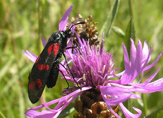 2007-07-cagg-Blutströpfchen - Odenwald