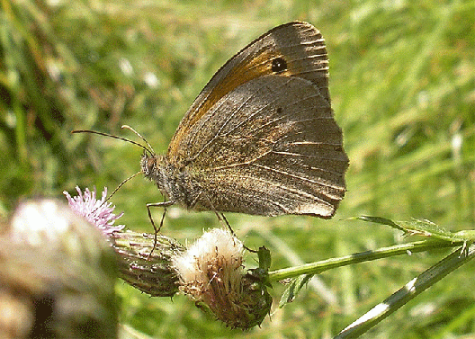 2007-07-cah-Kleiner Heufalter - Odenwald