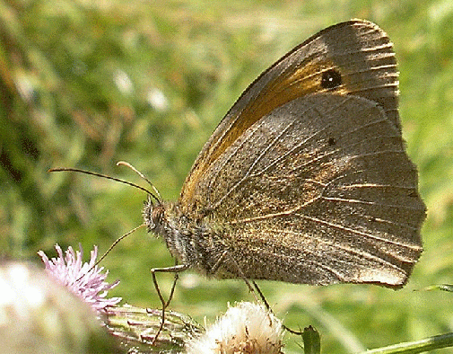 2007-07-caha-Kleiner Heufalter