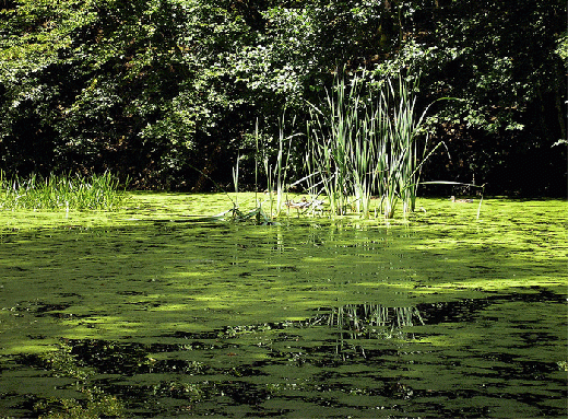 2007-08-cdca-Teich bei Kartause Gru00fcnau - Bayerischer Spessart