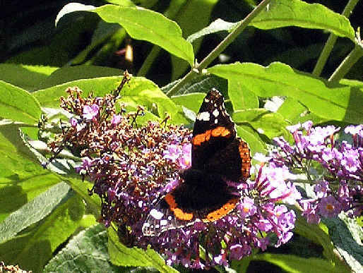 2007-08-ced-Admiral - Odenwald