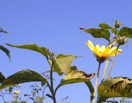 2007-09-bcc-Sonnenblume mit