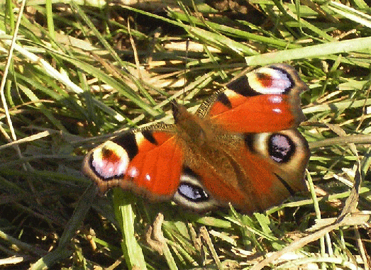 2007-09-eaoc-Tagpfauenauge - Odenwald