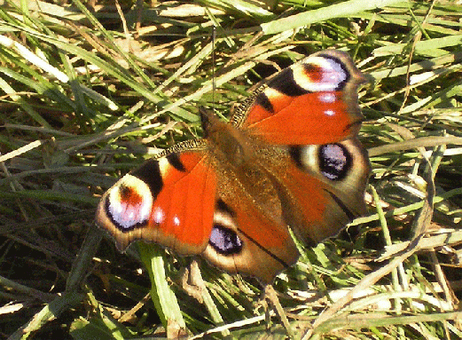 2007-09-eaog-Tagpfauenauge - Odenwald