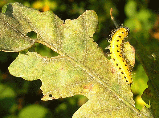 2007-09-eaze-Raupe - Odenwald