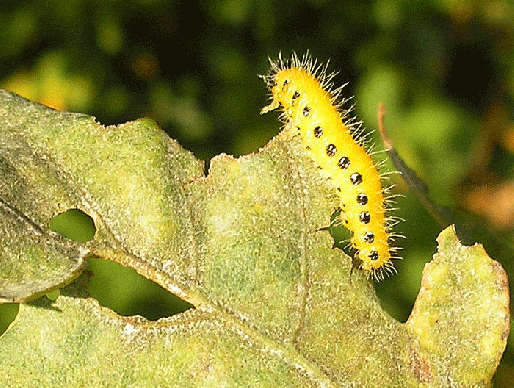 2007-09-eazf-Raupe - Odenwald