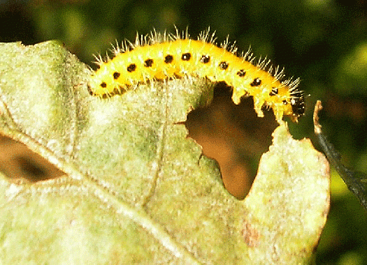 2007-09-eazh-Raupe - Odenwald