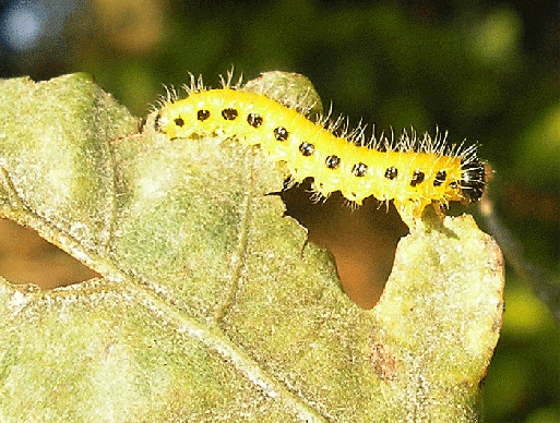 2007-09-eazi-Raupe - Odenwald