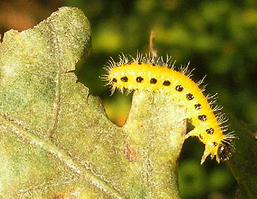 2007-09-eazj-Raupe auf Eichenblatt - Odenwald