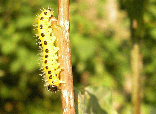 2007-09-eazk-Raupe - Odenwald