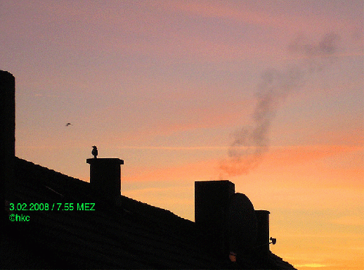 2008-02-adu-Elster auf Schornstein bei Sonnenaufgang - Mannheim