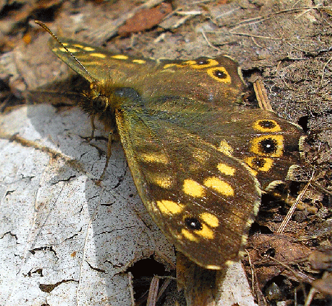 2008-04-ffcc-Waldbrettspiel - Odenwald