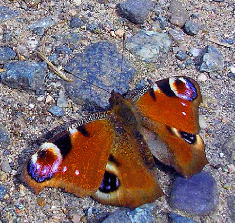 2008-04-fsb-Tagpfauenauge - Odenwald