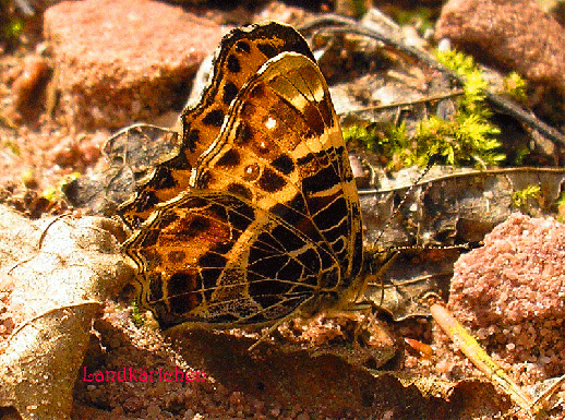 2008-05-beb-Landkärtchen - Odenwald