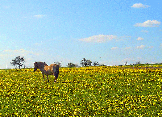 2008-05-bt-Fotoserie mit Vogel-UFO-Effekt-Bild 1