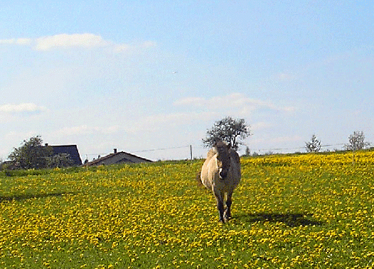 2008-05-bta-Vogel-UFO-Effekt- Bild 2