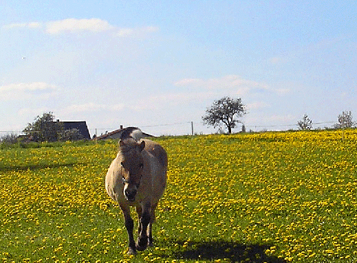 2008-05-btb-Vogel-UFO-Effekt-Bild 3