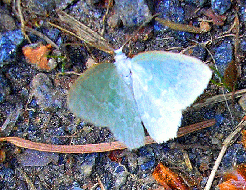 2008-05-dsa-Wicklergrüneulchen -Odenwald