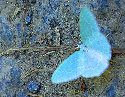 2008-05-du-Wicklergrüneulchen - Odenwald