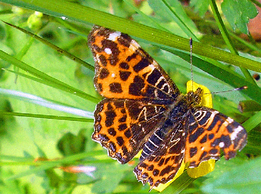 2008-05-fga-Landkärtchen - Odenwald