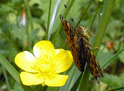 2008-05-fgc-Landkärtchen - Odenwald