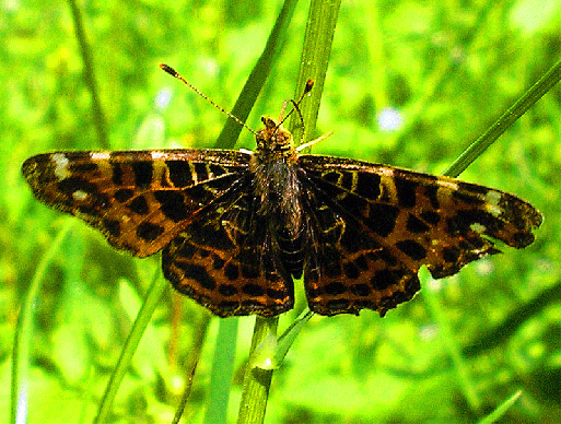 2008-05-fgd-Landkärtchen - Odenwald