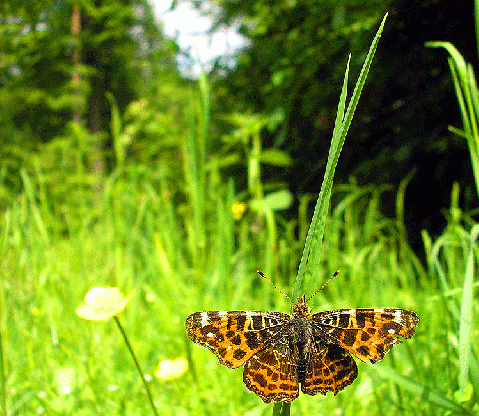 2008-05-fgea-Landkärtchen - Odenwald