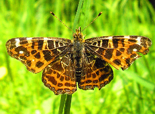 2008-05-fgf-Landkärtchen - Odenwald