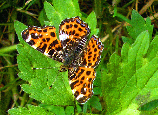 2008-05-gfc-Landkärtchen - Odenwald