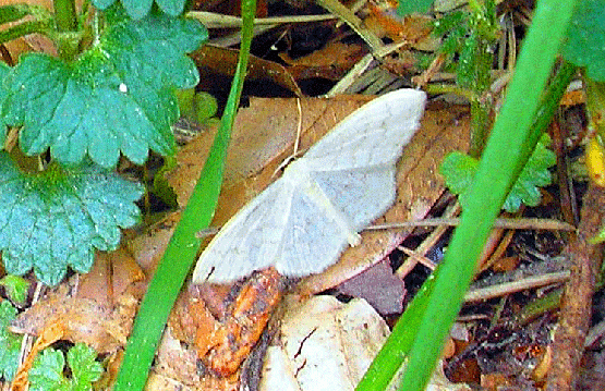 2008-05-gfk-Wicklergrüneulchen - Odenwald